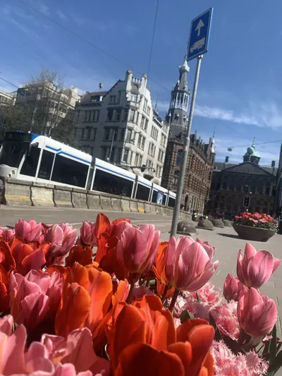 Tulips in the city